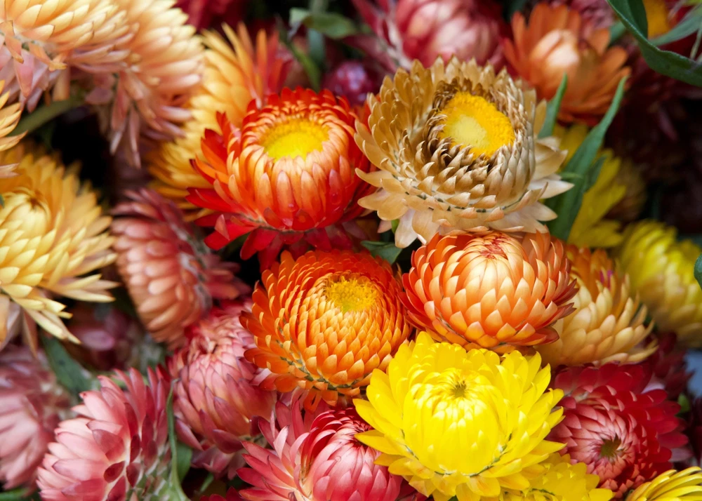 Double Mixed Strawflower Seeds - Xerochrysum Bracteatum - 100 Seeds - Image 2
