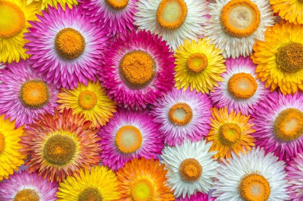Double Mixed Strawflower Seeds - Xerochrysum Bracteatum - 100 Seeds - Image 3