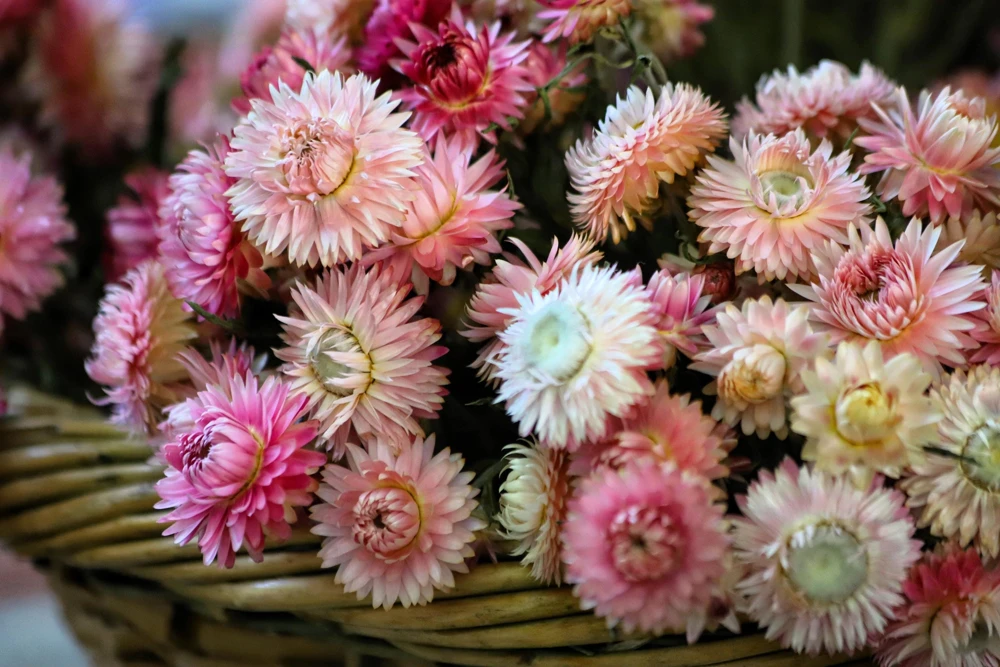 Double Mixed Strawflower Seeds - Xerochrysum Bracteatum - 100 Seeds - Image 4