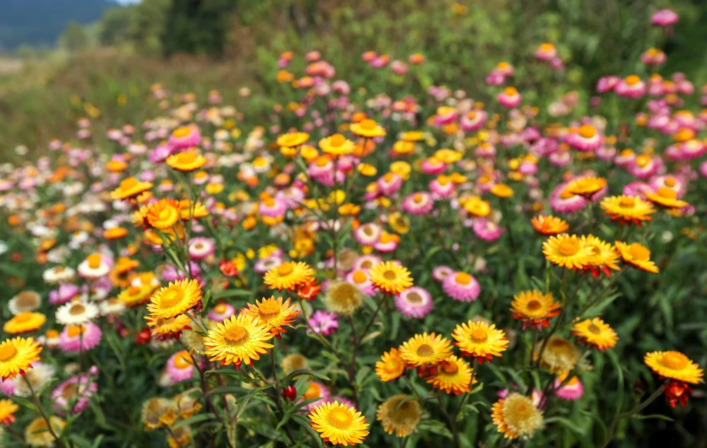 Double Mixed Strawflower Seeds - Xerochrysum Bracteatum - 100 Seeds - Image 5