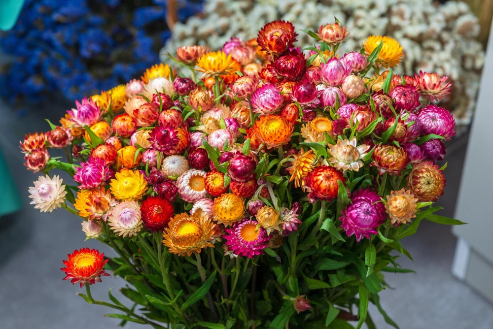Double Mixed Strawflower Seeds - Xerochrysum Bracteatum - 100 Seeds - Image 6