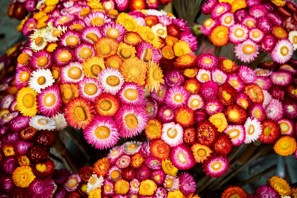 Double Mixed Strawflower Seeds - Xerochrysum Bracteatum - 100 Seeds - Image 7