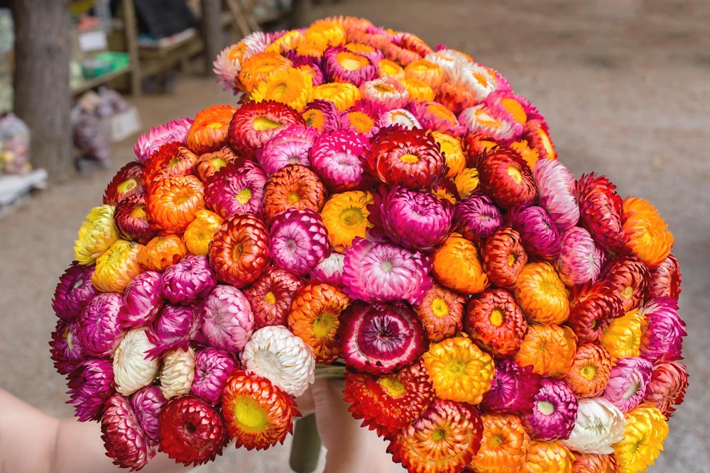 Double Mixed Strawflower Seeds - Xerochrysum Bracteatum - 100 Seeds - Image 1