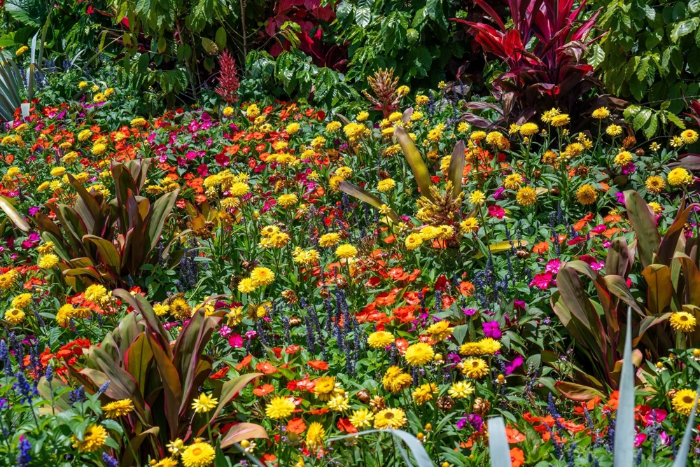 Double Mixed Strawflower Seeds - Xerochrysum Bracteatum - 100 Seeds - Image 8