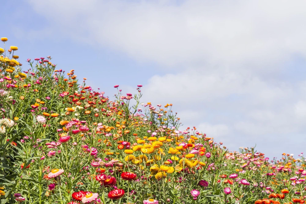 Double Mixed Strawflower Seeds - Xerochrysum Bracteatum - 100 Seeds - Image 9