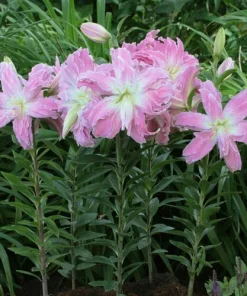 Double Oriental Lily Flower Bulbs - Vivacious, Impressive & Fragrant - Image 2
