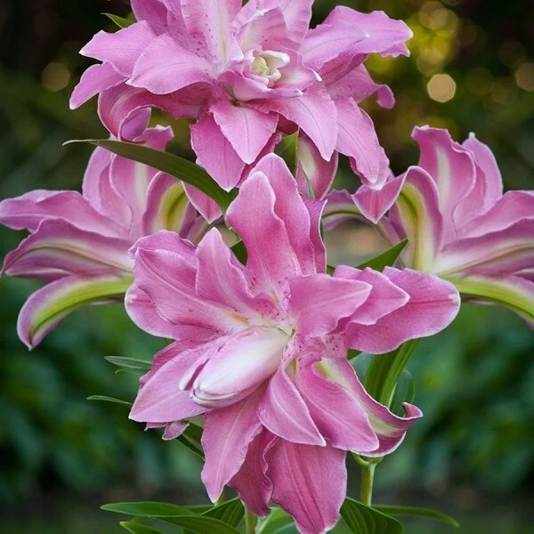 Double Oriental Lily Flower Bulbs - Vivacious, Impressive & Fragrant - Image 3
