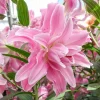Double Oriental Lily Flower Bulbs - Vivacious, Impressive & Fragrant - Image 1