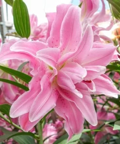 Double Oriental Lily Flower Bulbs - Vivacious, Impressive & Fragrant - Image 1