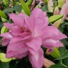 Double Oriental Lily Lotus Breeze 2 Bulbs - Perennial Pink Blooms Outdoor - Image 1