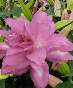 Double Oriental Lily Lotus Breeze 2 Bulbs - Perennial Pink Blooms Outdoor - Image 1