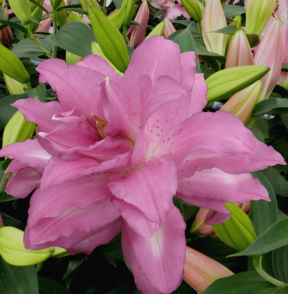Double Oriental Lily Lotus Breeze 2 Bulbs - Perennial Pink Blooms Outdoor - Image 1