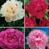 Double Peony Bulbs - 4 Perennial Flower Root Plants - Vibrant Multicolor - Image 1