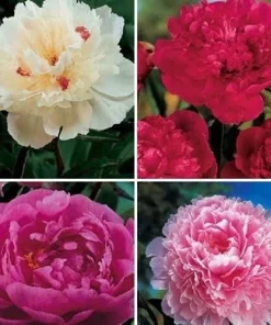 Double Peony Bulbs - 4 Perennial Flower Root Plants - Vibrant Multicolor - Image 1