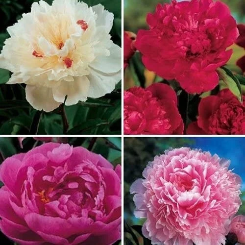 Double Peony Bulbs - 4 Perennial Flower Root Plants - Vibrant Multicolor - Image 1