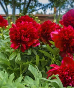 Double Peony Bulbs - 4 Perennial Flower Root Plants - Vibrant Multicolor - Image 2