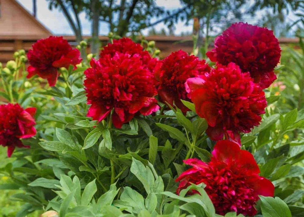 Double Peony Bulbs - 4 Perennial Flower Root Plants - Vibrant Multicolor - Image 2