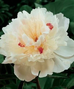 Double Peony Bulbs - 4 Perennial Flower Root Plants - Vibrant Multicolor - Image 4