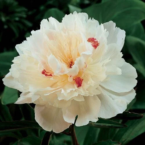 Double Peony Bulbs - 4 Perennial Flower Root Plants - Vibrant Multicolor - Image 4