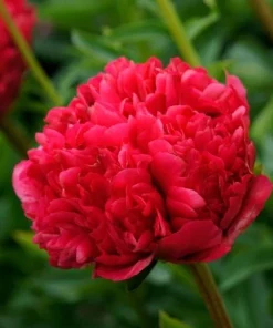 Double Peony 'Command Performance' Bare Root Plant - Red, Outdoor - Image 2
