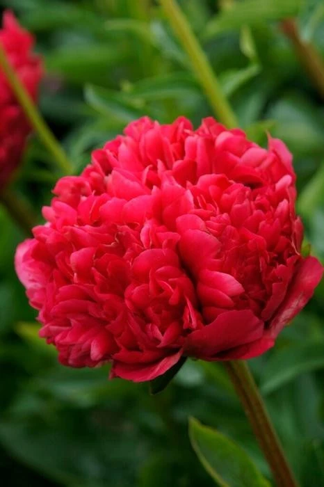 Double Peony 'Command Performance' Bare Root Plant - Red, Outdoor - Image 2