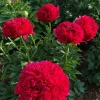 Double Peony 'Command Performance' Bare Root Plant - Red, Outdoor - Image 1