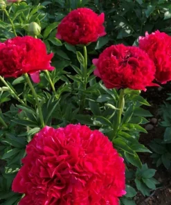Double Peony 'Command Performance' Bare Root Plant - Red, Outdoor - Image 1