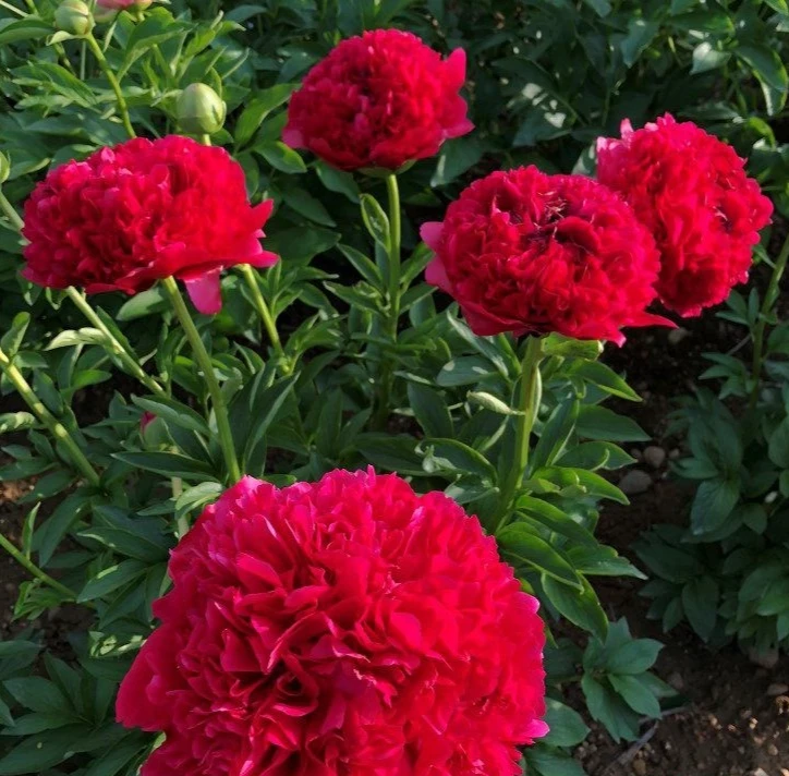 Flower Bulbs