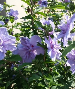 Double Purple Pink Rose of Sharon Plant Unrooted Cuttings - Set of 10 - Image 3