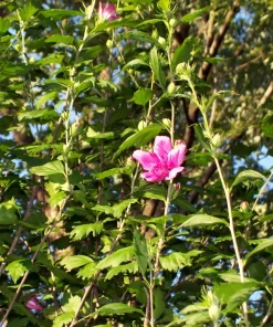 Double Purple Pink Rose of Sharon Plant Unrooted Cuttings - Set of 10 - Image 5