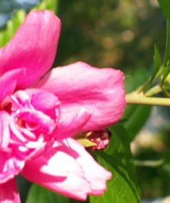 Double Purple Pink Rose of Sharon Plant Unrooted Cuttings - Set of 10 - Image 7