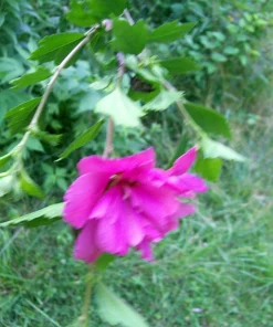 Double Purple Pink Rose of Sharon Plant Unrooted Cuttings - Set of 10 - Image 8