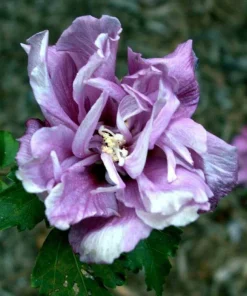 Double Purple/Pink Rose of Sharon Unrooted Cuttings - Set of 10, Outdoor Shrub - Image 2
