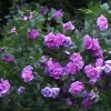 Double Purple/Pink Rose of Sharon Unrooted Cuttings - Set of 10 - Outdoor Shrub - Image 1