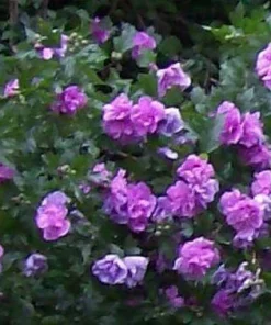 Double Purple/Pink Rose of Sharon Unrooted Cuttings - Set of 10 - Outdoor Shrub - Image 1