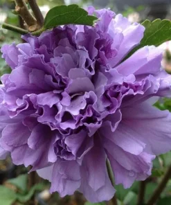 Double Purple/Pink Rose of Sharon Unrooted Cuttings - Set of 10 - Outdoor Shrub - Image 4