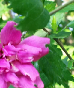 Double Purple/Pink Rose of Sharon Unrooted Cuttings - Set of 10, Outdoor Shrub - Image 6