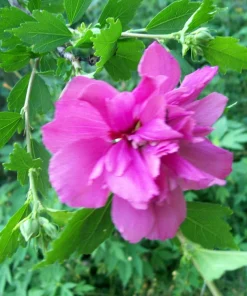Double Purple/Pink Rose of Sharon Unrooted Cuttings - Set of 10 - Outdoor Shrub - Image 9