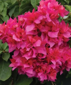 Double Red Bougainvillea Live Plant - 2 Pack, 4-6 Inches Tall, Rare Variety, Outdoor - Image 2