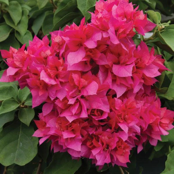 Double Red Bougainvillea Live Plant - 2 Pack, 4-6 Inches Tall, Rare Variety, Outdoor - Image 2