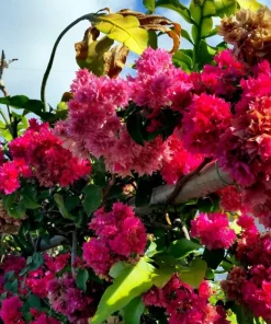 Double Red Bougainvillea Live Plant - 2 Pack, 4-6 Inches Tall, Rare Variety, Outdoor - Image 3