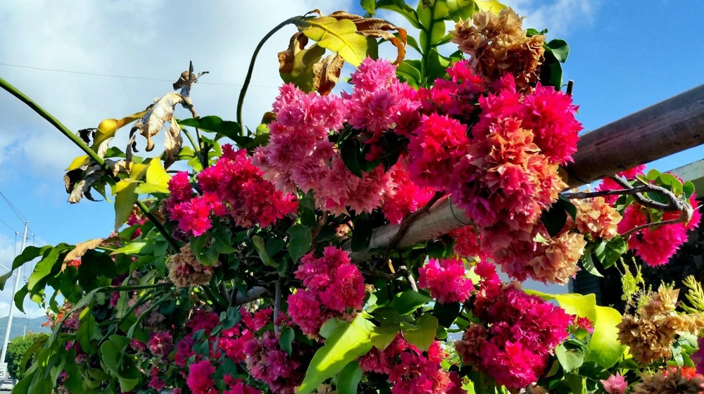 Double Red Bougainvillea Live Plant - 2 Pack, 4-6 Inches Tall, Rare Variety, Outdoor - Image 3