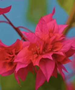 Double Red Bougainvillea Live Plant - 2 Pack, 4-6 Inches Tall, Rare Variety, Outdoor - Image 4