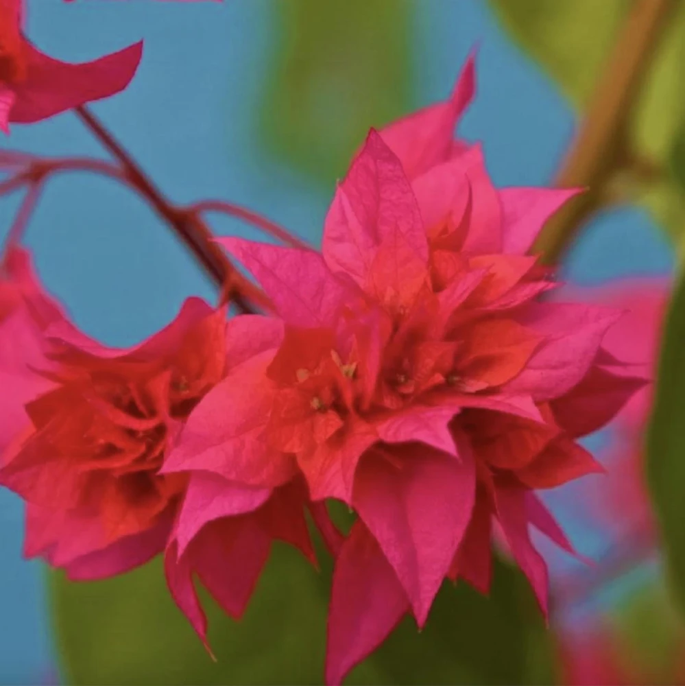 Double Red Bougainvillea Live Plant - 2 Pack, 4-6 Inches Tall, Rare Variety, Outdoor - Image 4