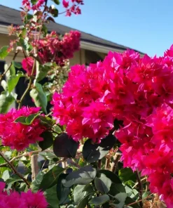 Double Red Bougainvillea Live Plant - 2 Pack, 4-6 Inches Tall, Rare Variety, Outdoor - Image 5
