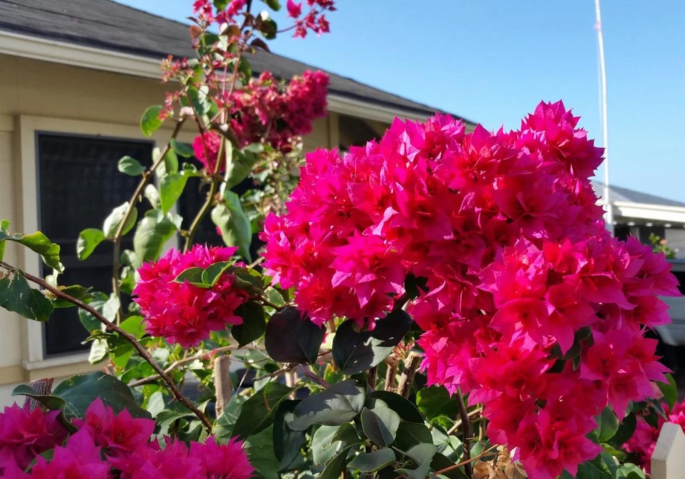 Double Red Bougainvillea Live Plant - 2 Pack, 4-6 Inches Tall, Rare Variety, Outdoor - Image 5