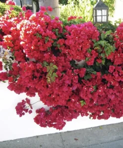 Double Red Bougainvillea Live Plant - 2 Pack, 4-6 Inches Tall, Rare Variety, Outdoor - Image 6