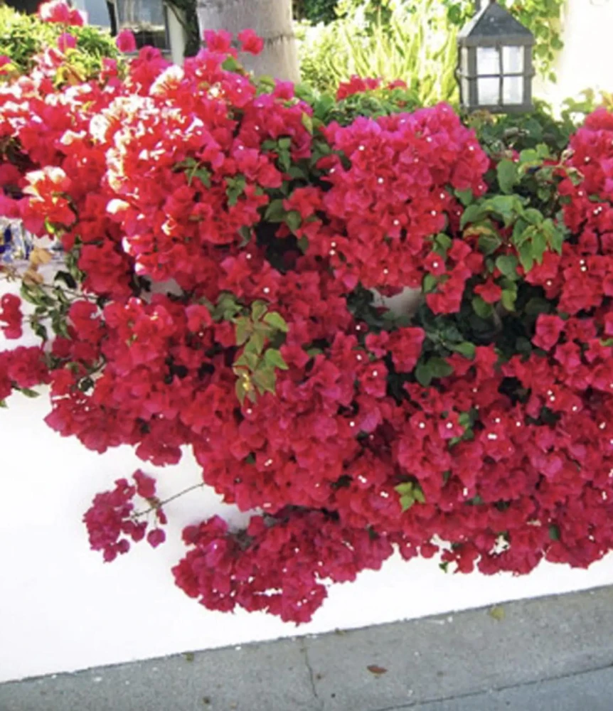 Double Red Bougainvillea Live Plant - 2 Pack, 4-6 Inches Tall, Rare Variety, Outdoor - Image 6