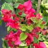 Double Red Bougainvillea Live Plant - 2 Pack, 4-6 Inches Tall, Rare Variety, Outdoor - Image 1