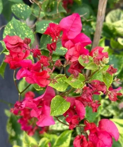 Double Red Bougainvillea Live Plant - 2 Pack, 4-6 Inches Tall, Rare Variety, Outdoor - Image 1